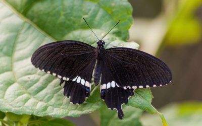 El misterio de las mariposas negras